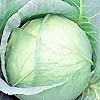 Cabbage Mini 